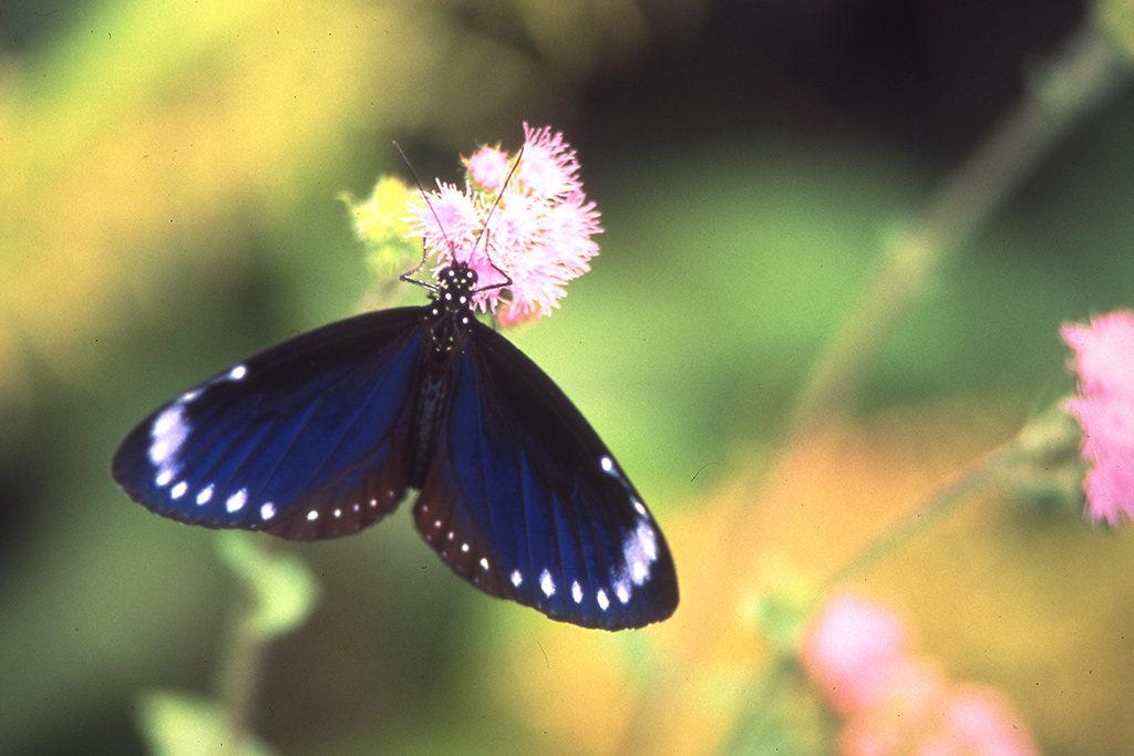 紫斑蝶為世界唯二的越冬型蝴蝶，茂林國家風景區的紫斑蝶生態、特殊地質地形以及原民文化體驗等寓教於樂的環教課程，是少數以觀光為主軸的環教場域。