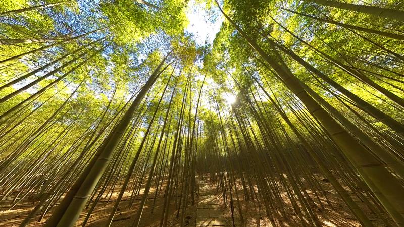 春節連續假期部分地區訂房率已達6、7成 民眾訂房宜盡早！