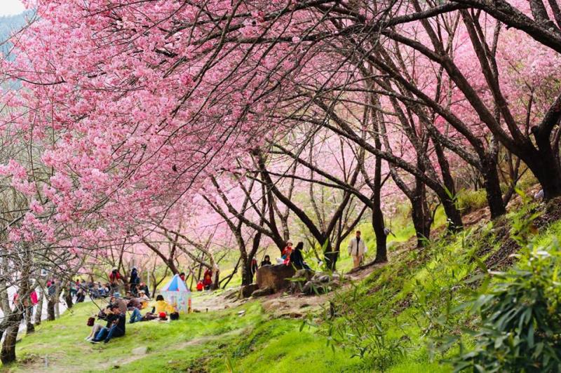武陵農場櫻花季 粉紅佳人漫山遍野 夢幻晚櫻接力爆發