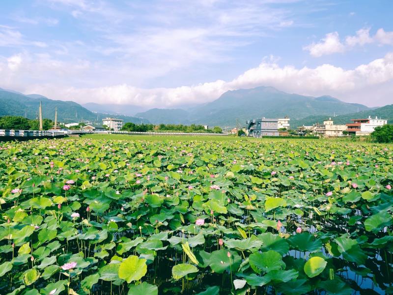 北海岸賞蓮祕境 金山牡丹蓮 一睹夏季最美盛宴