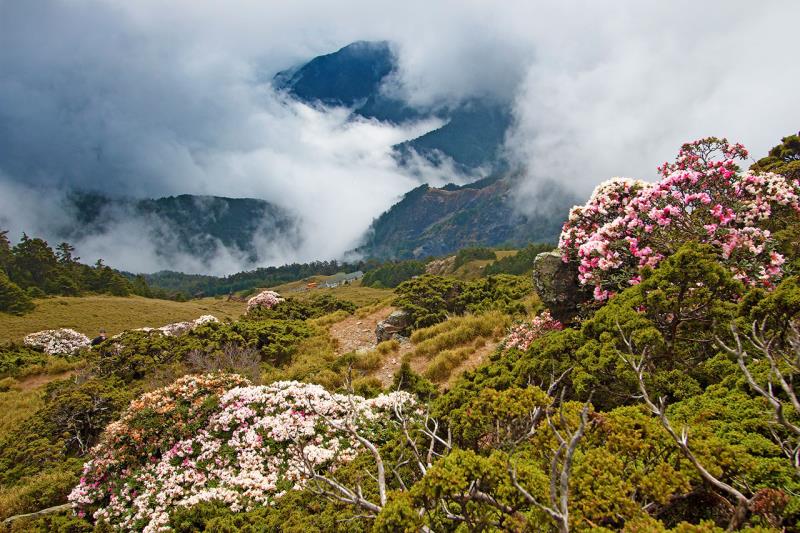 高山杜鵑之美(合歡山)