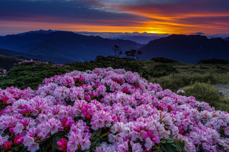 花團錦簇(合歡東峰)
