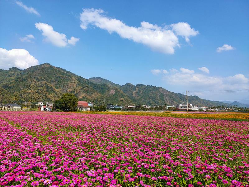 美濃 波斯菊花海