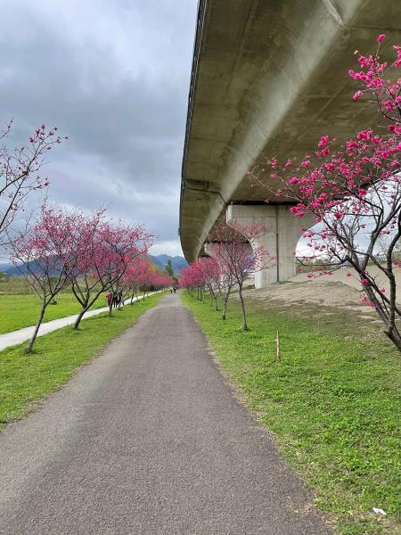 竹東河濱公園櫻花大道