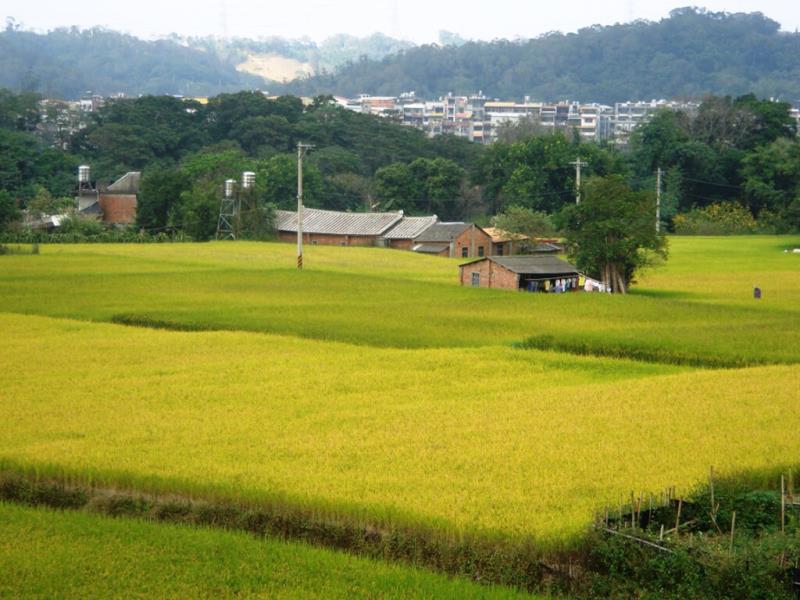 南埔社區 金牌農村