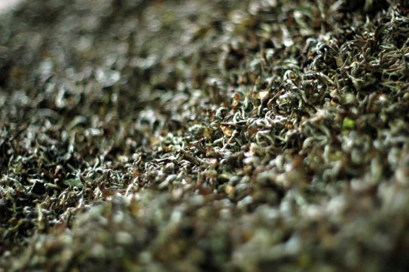 膨風茶