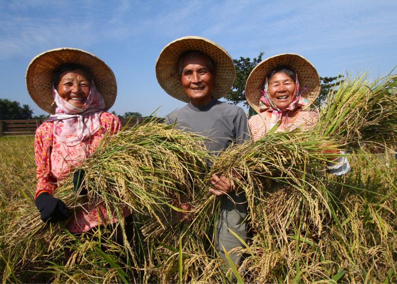 豐收的喜悅-菁寮稻田 (吳坤富)