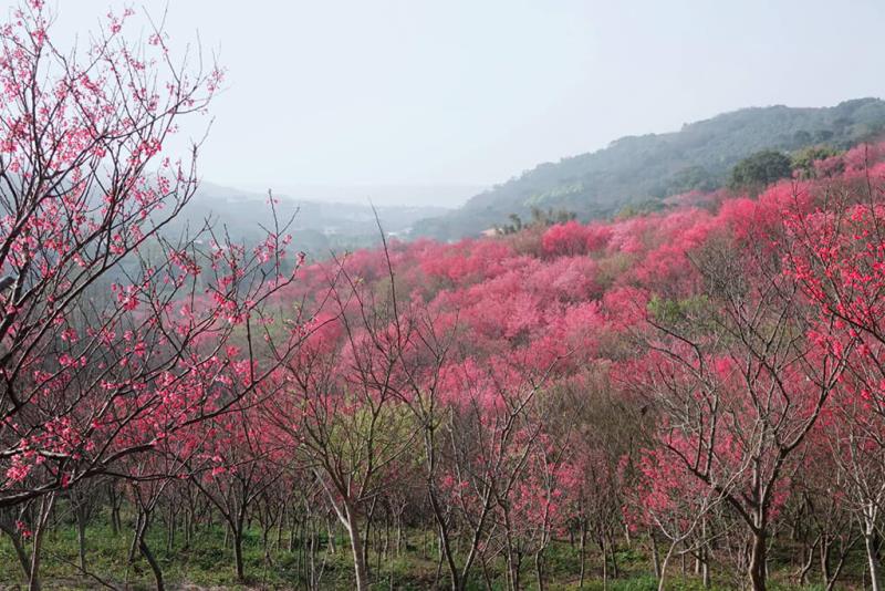 秀才步道櫻花