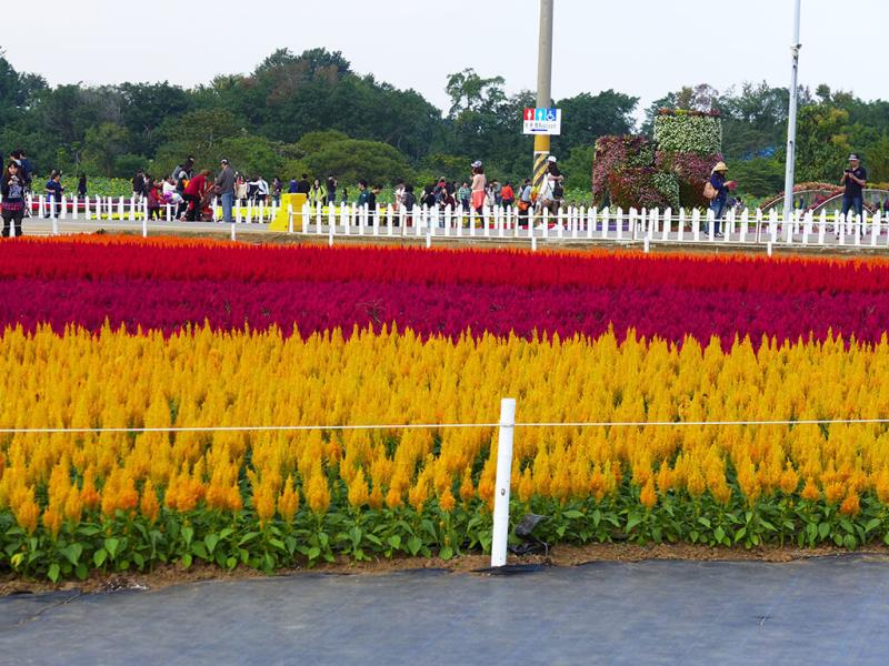 花海