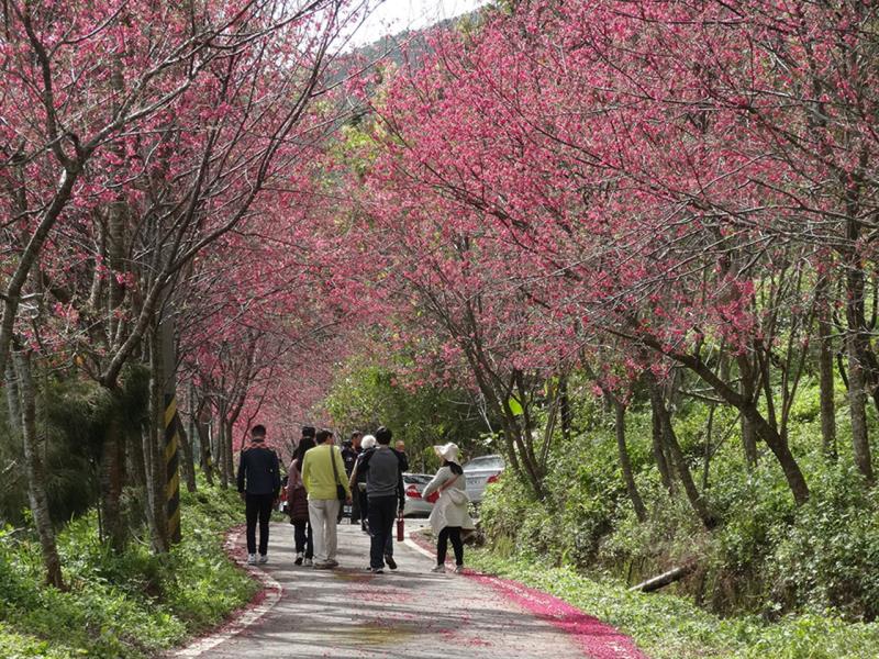 櫻花步道