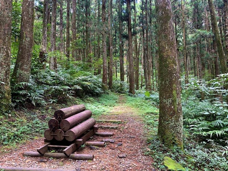 東眼山森態小旅行~健康定位．森林饗宴