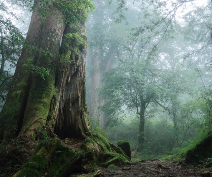 阿里山旅遊線無障礙二日遊（森林神木與日出）