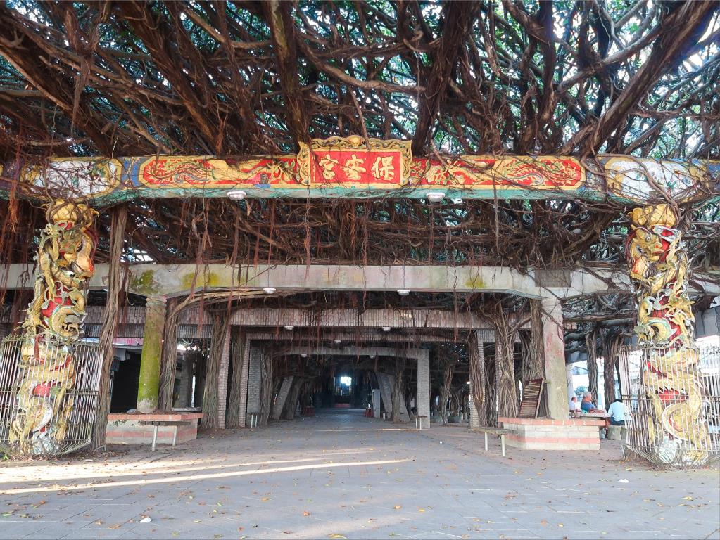 通梁古榕