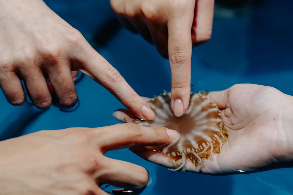 走入後場感受水母的奇特觸感