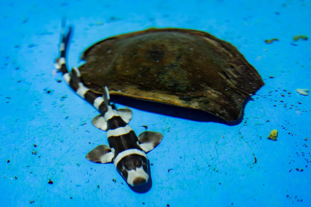 魚你同行後場探秘體驗 - 觀察鯊魚寶寶