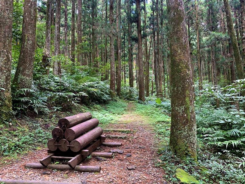 東眼山國家森林遊樂區