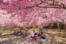福壽山農場千櫻園
