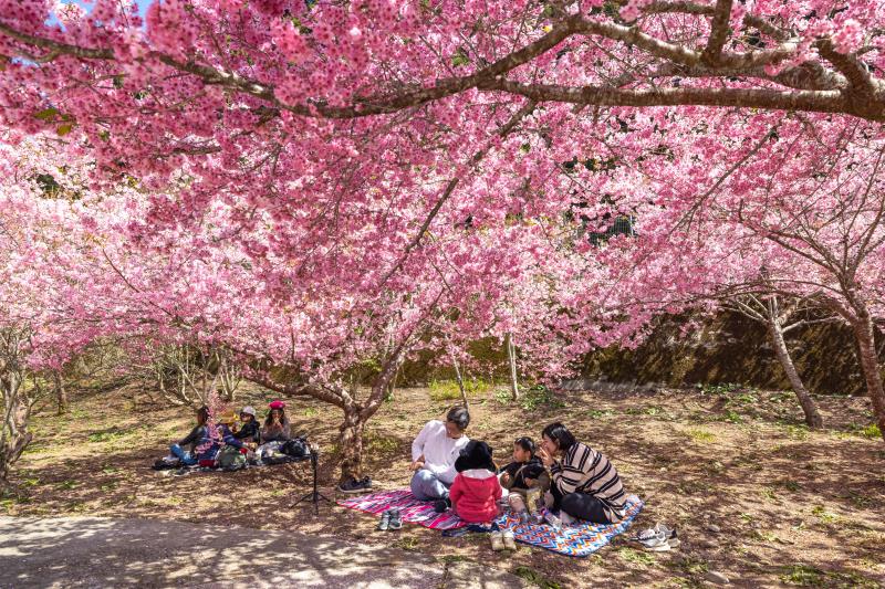 福壽山農場千櫻園