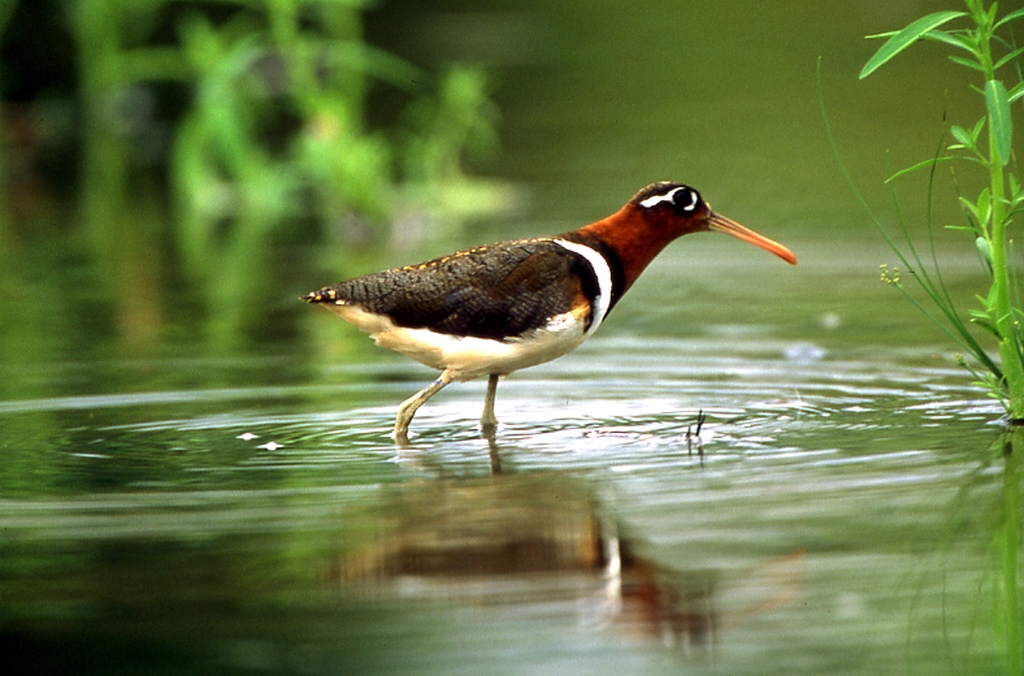 在高美濕地棲息的彩鷸
