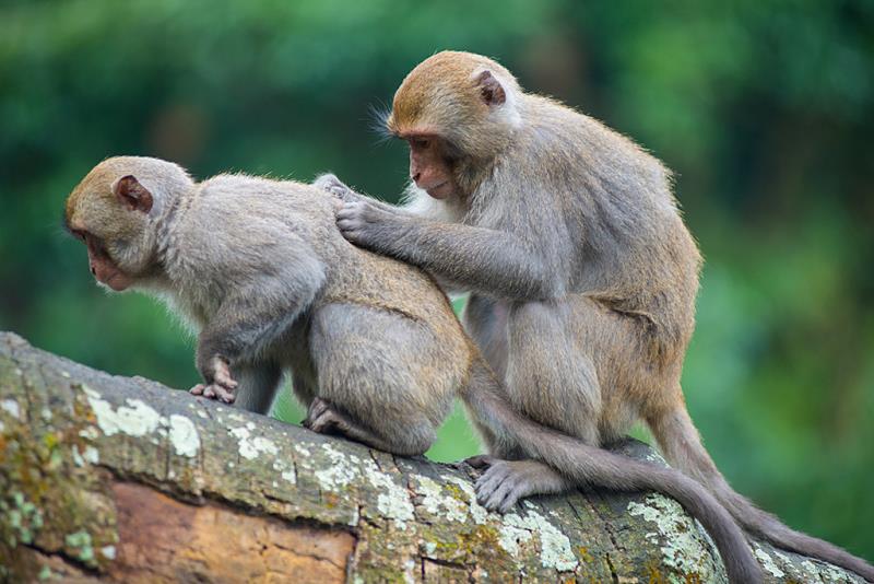 頑皮世界野生動物園