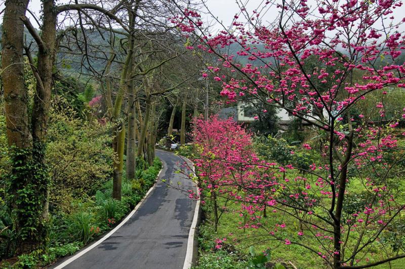 Paseo de los cerezos