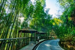 草嶺石壁森林療癒基地（世界竹地標）