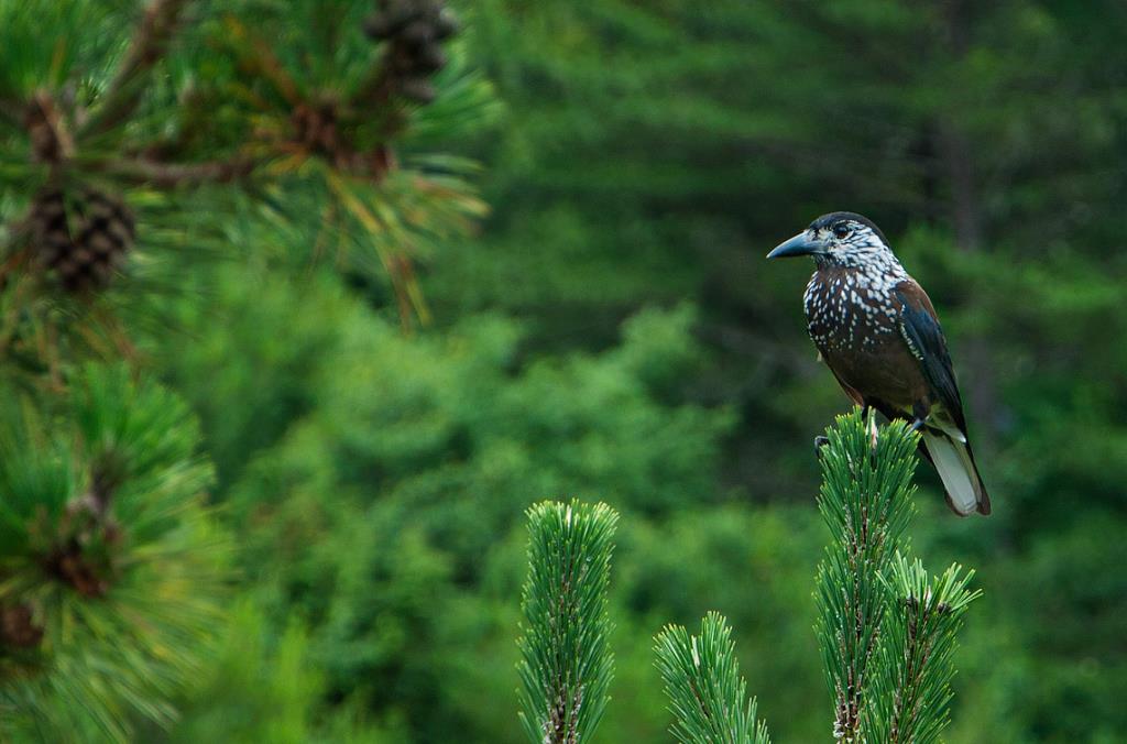 大雪山國家森林遊樂區-鳥