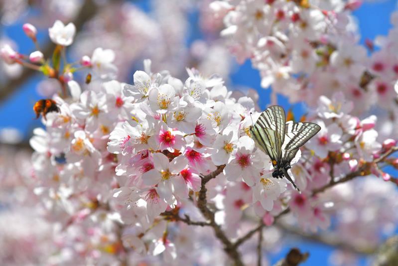 2023阿里山花季-櫻與音的對話