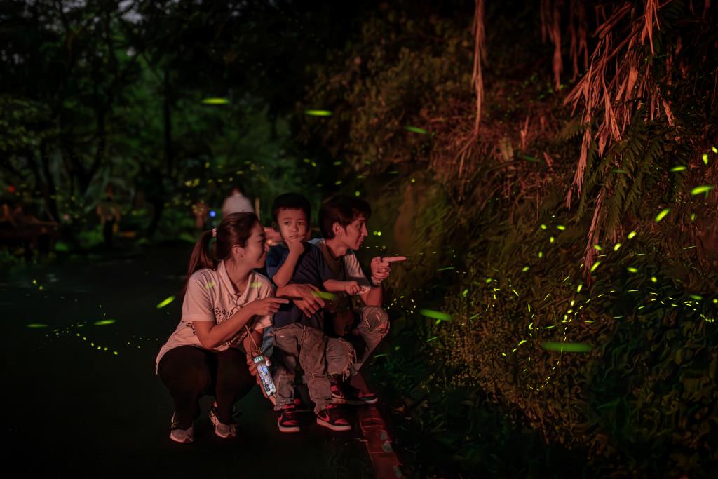 2024鯉魚潭賞螢季-趣看火金姑