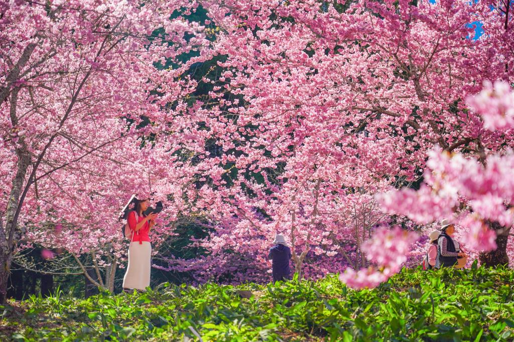 福壽山農場千櫻園令人留連忘返
