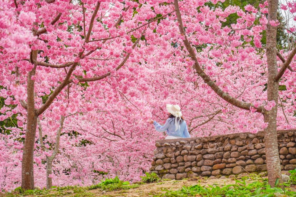 福壽山農場千櫻園粉色櫻花浪漫盛開