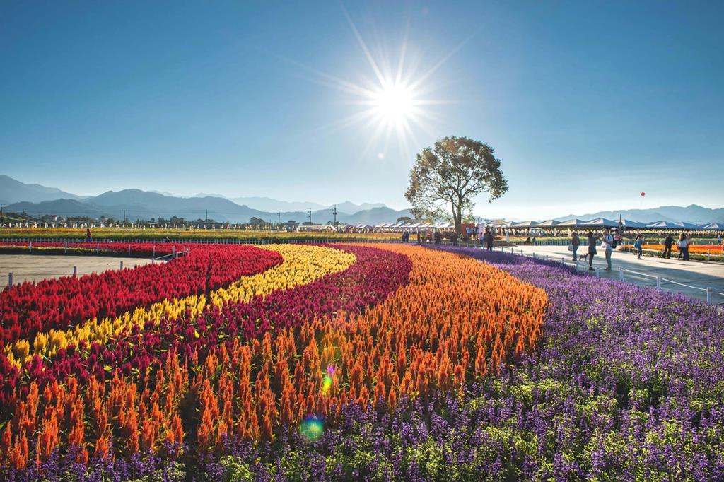 日光閃耀花海虹。  年度：2015  來源：行政院農委會種苗改良繁殖場
