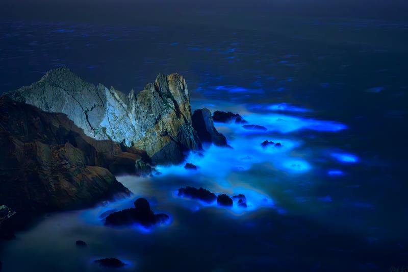 夜賞藍眼淚