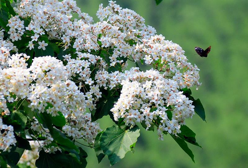 蝶戀桐花  年度：2010  來源：客家委員會