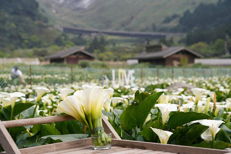 2023竹子湖海芋季及繡球花季
