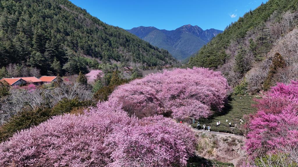 兆豐茶園區-櫻花空拍與桃山遠眺