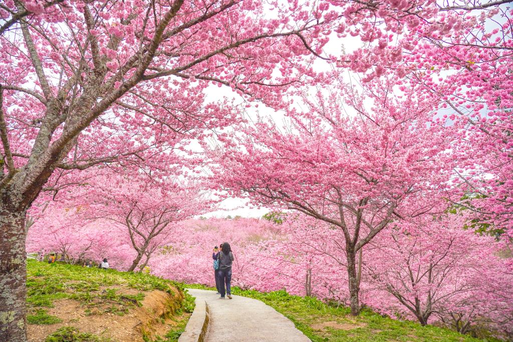 福壽山農場千櫻園內千餘株櫻花美景