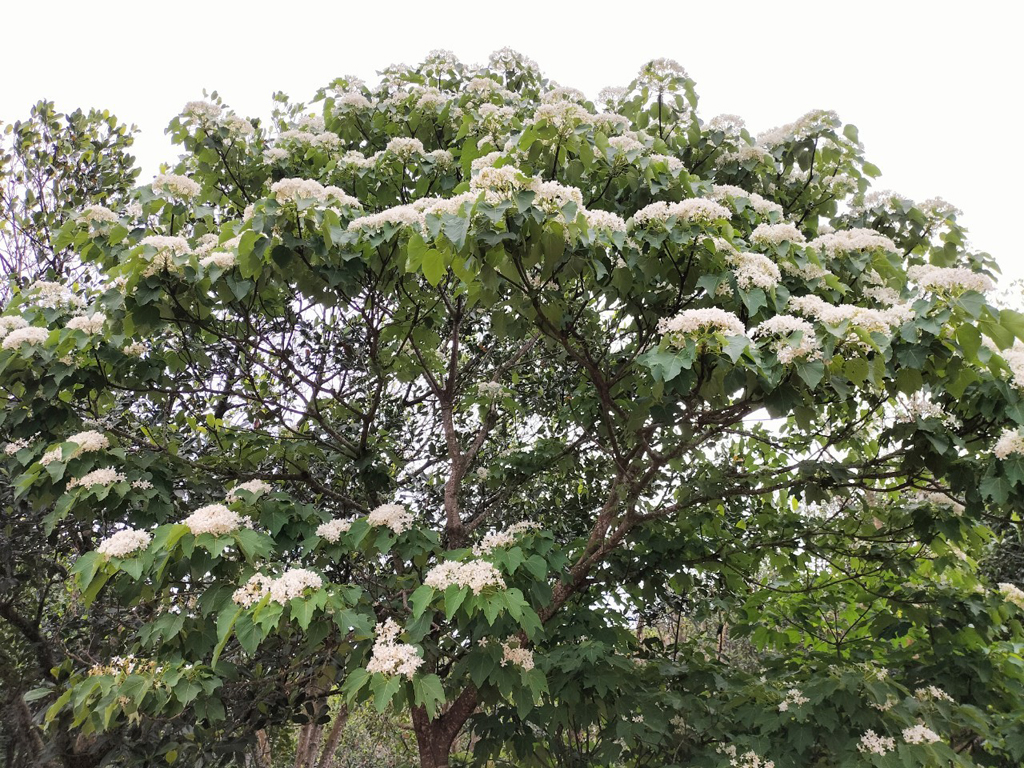 湖口桐花健行去  年度：2023  來源：新竹縣政府