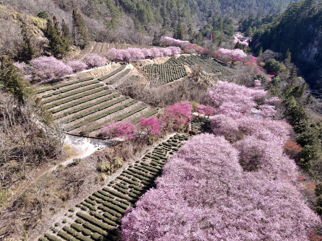 10大賞櫻區-兆豐茶園區-櫻花河流空拍  年度：2024  來源：國軍退除役官兵輔導委員會