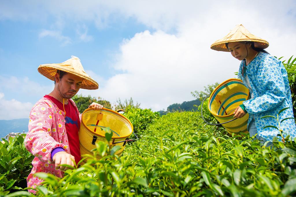 採茶體驗  年度：2020  來源：阿里山國家風景區管理處