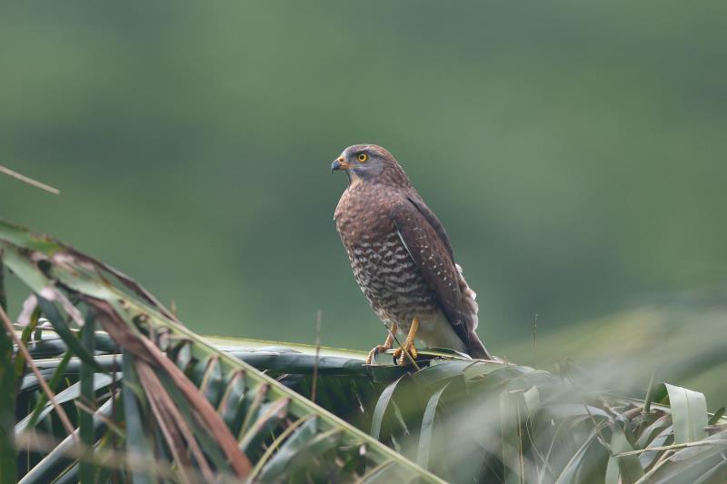 2022觀音觀鷹-樂活行腳系列活動