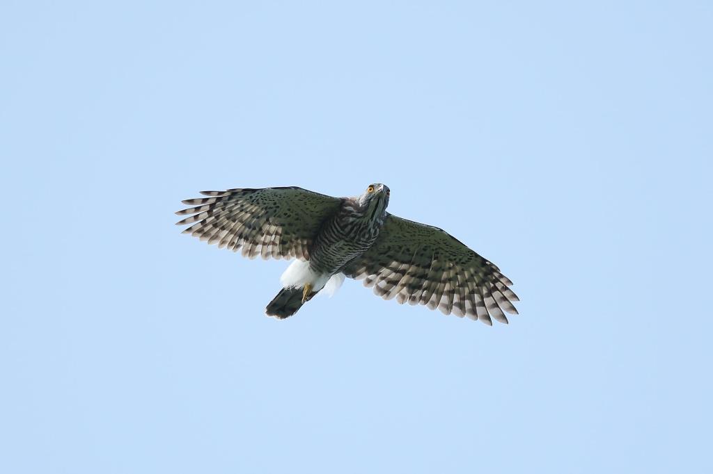 觀音四秀-鳳頭蒼鷹飛翔英姿  作者：陳王時  來源：北海岸及觀音山國家風景區管理處