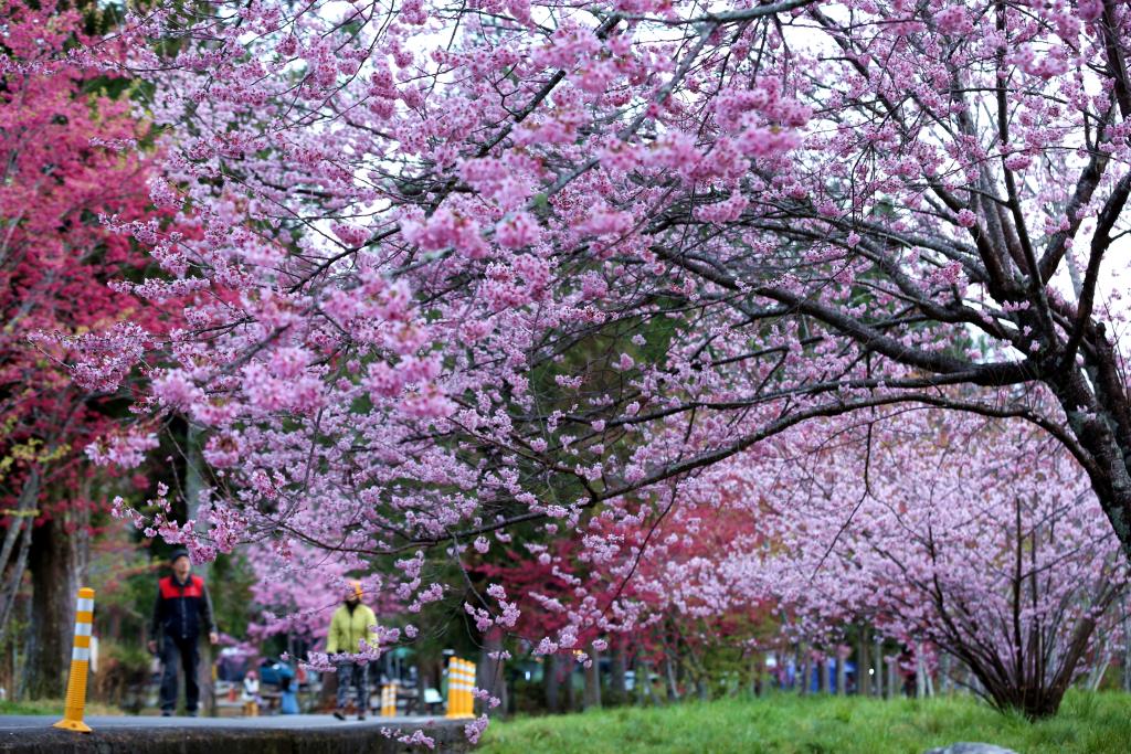 露營區-櫻花盛開