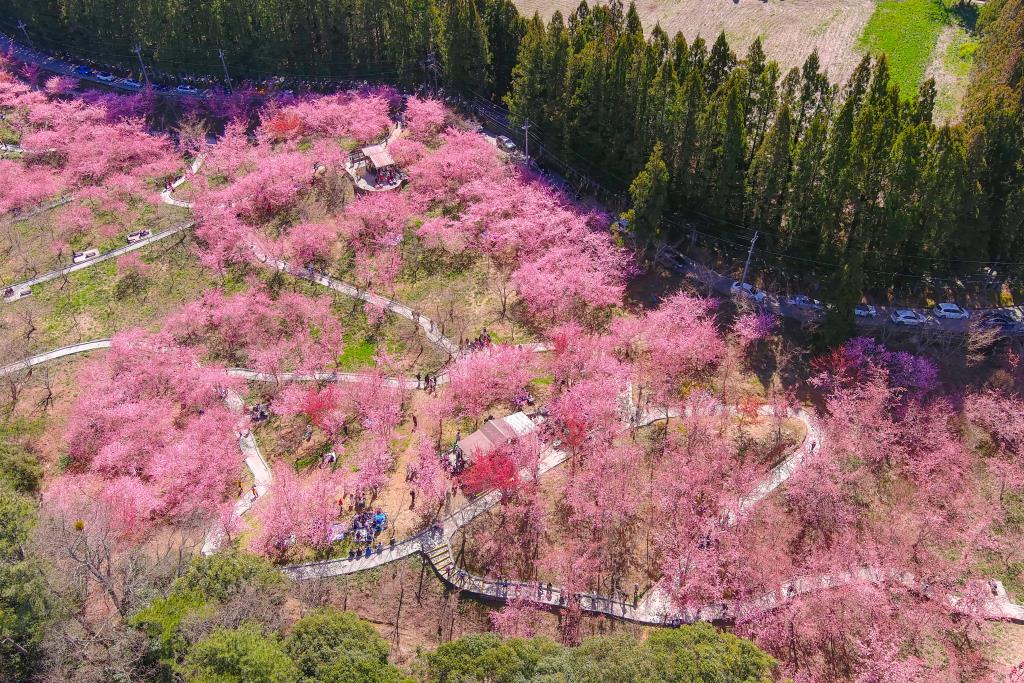 福壽山農場千櫻園空拍景色