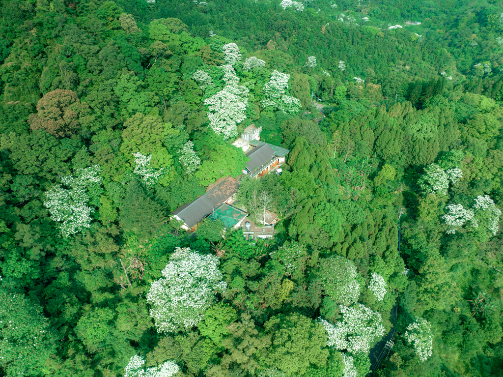 新竹大山北月空拍桐花  年度：2023  來源：客家委員會