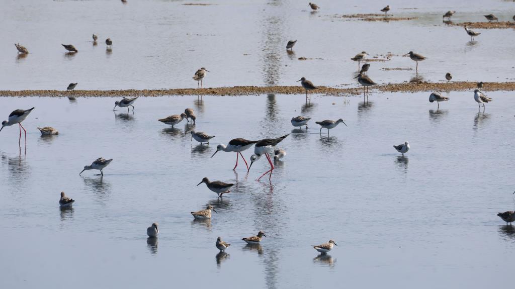 布袋濕地高蹺鴴及其他水鳥