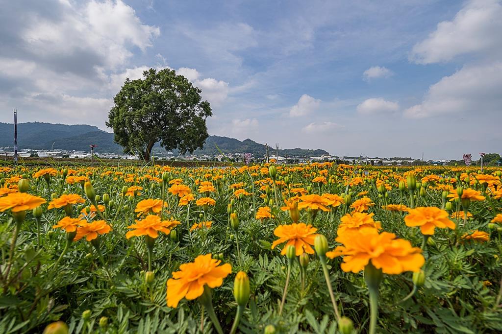臺中國際花毯節-新社花海一景  年度：2020  來源：臺中市政府
