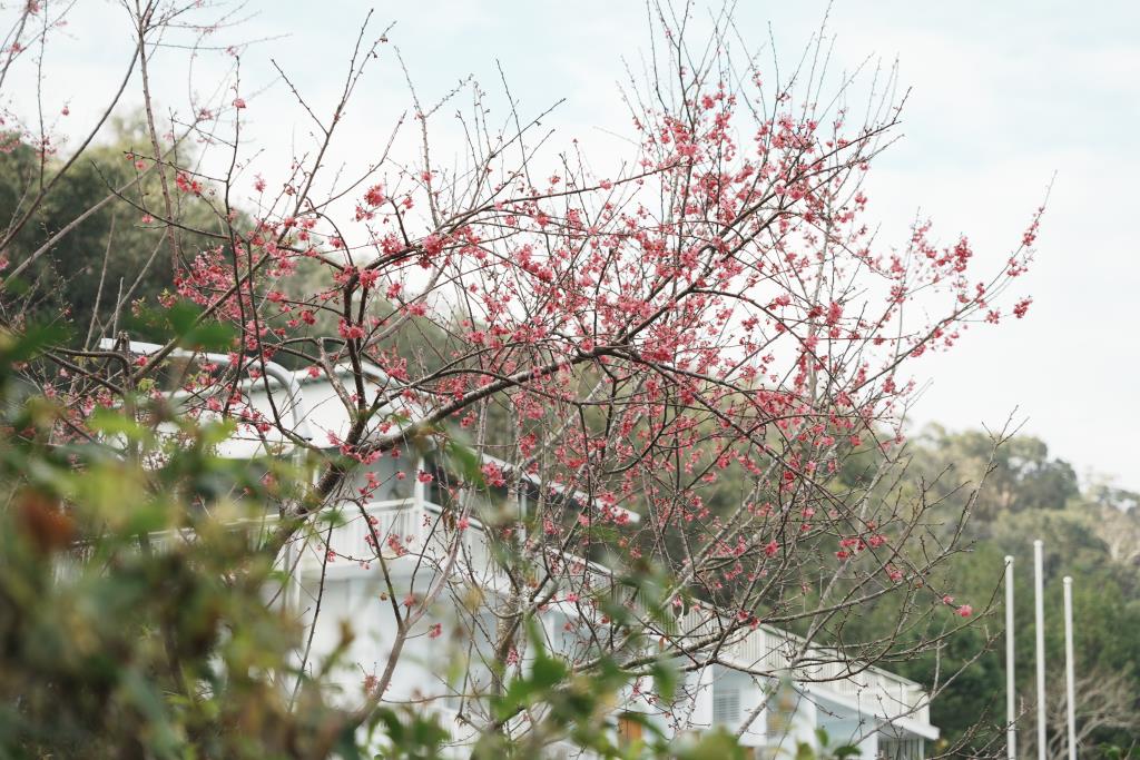 日月潭櫻花