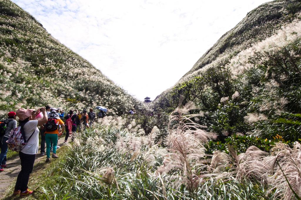 草嶺古道芒花季  年度：2014  來源：東北角及宜蘭海岸國家風景區