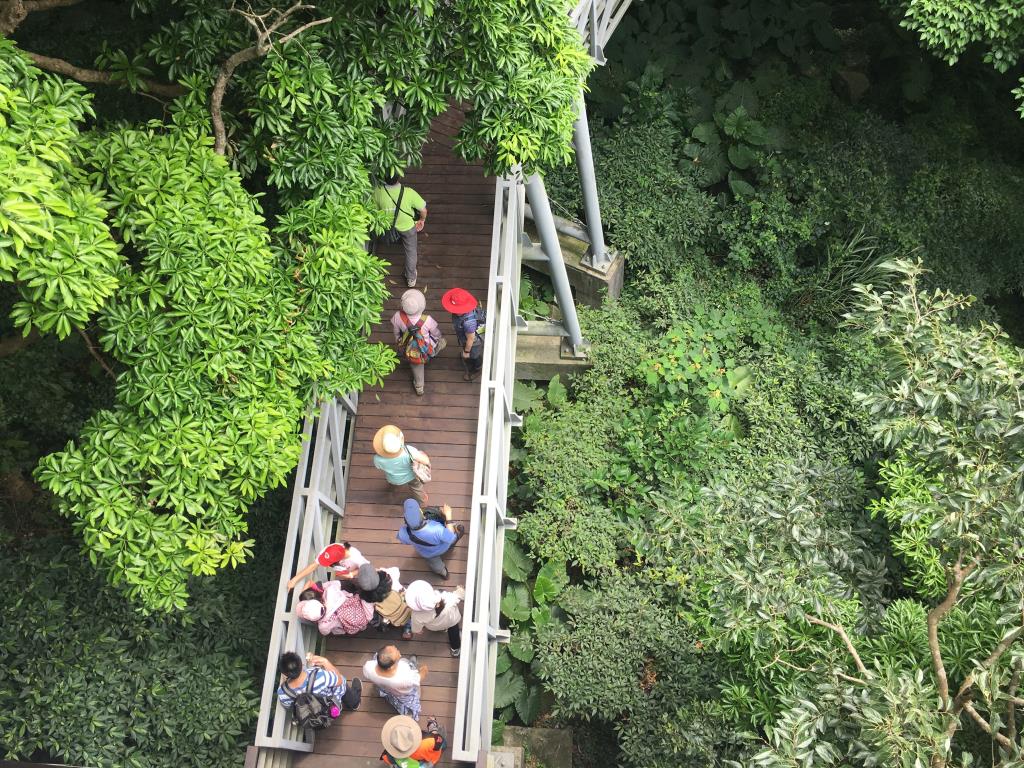 穿梭林間的林稍步道是觀音山熱門的友善步道，適合大小朋友探訪  來源：北海岸及觀音山國家風景區管理處